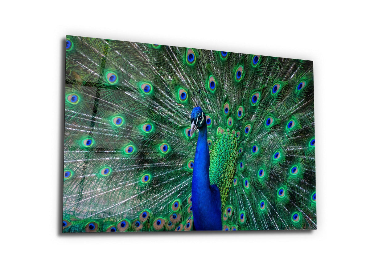 ・"Beauty of the Peacock"・Glass Wall Art - Wonders Of Wall